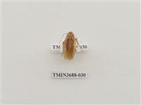 藏品(蜚蠊(1))的圖片